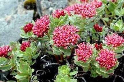 Rhodiola roze om de effectiviteit van de tinctuur te bereiden
