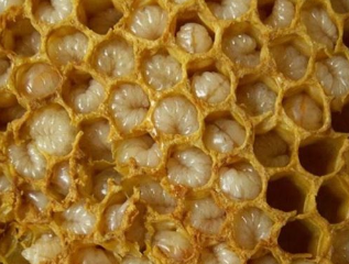 Bijenproducten